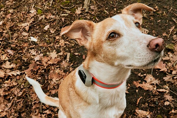 Ratgeber: Welcher GPS-Tracker eignet sich für meinen Hund?