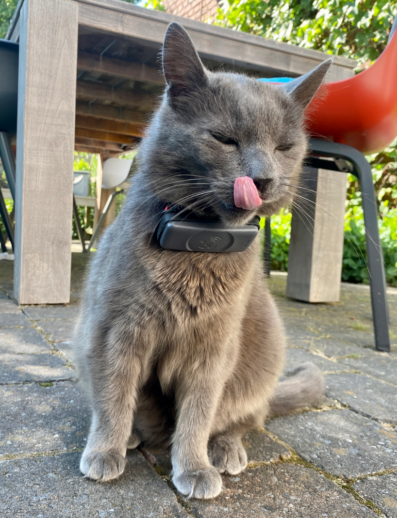 Die besten GPS-Tracker für Katzen – Produktvergleich